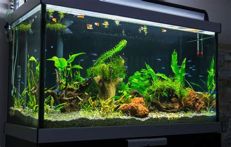 Live Aquarium Fish in Fish Supplies .